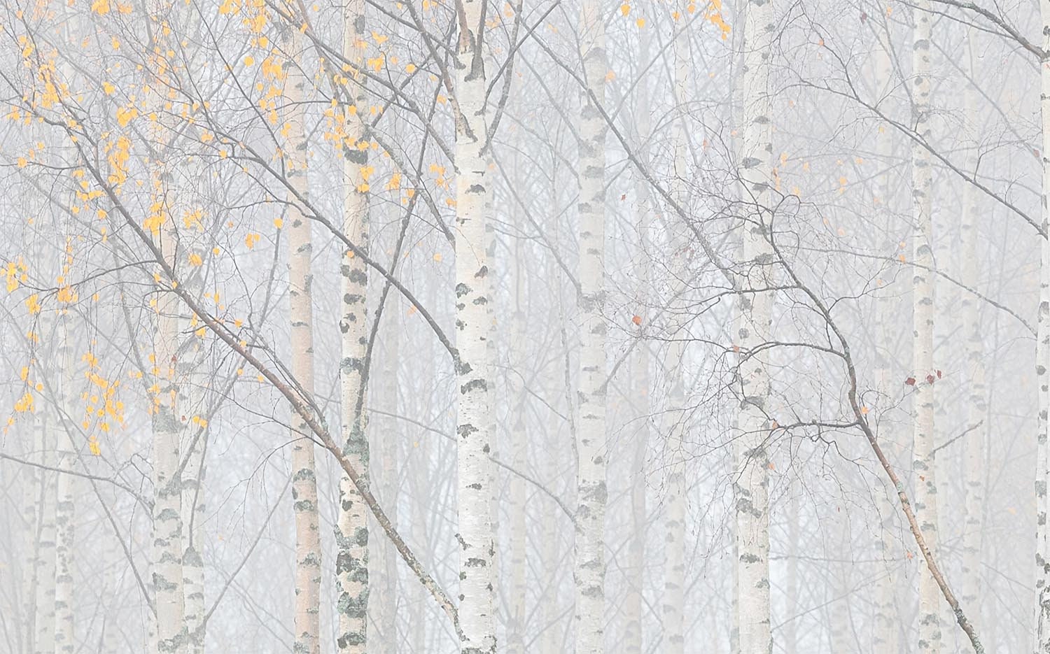 Birch forest wallpaper birch in fog wall mural Peel & Stick and Regular wall paper -WM009